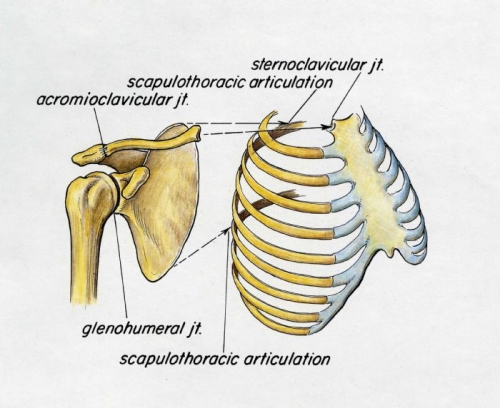 shoulder complex