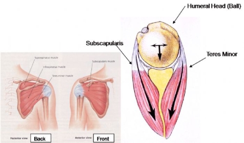 Scapula tear deals