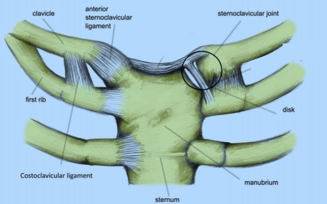 sternoclavicular-joint3