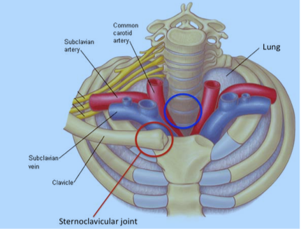 sternoclavicular-joint6